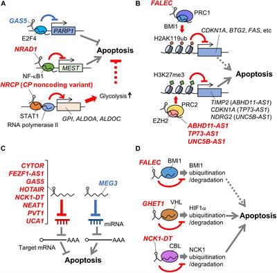 Mechanisms of Apoptosis-Related Long Non-coding RNAs in Ovarian Cancer